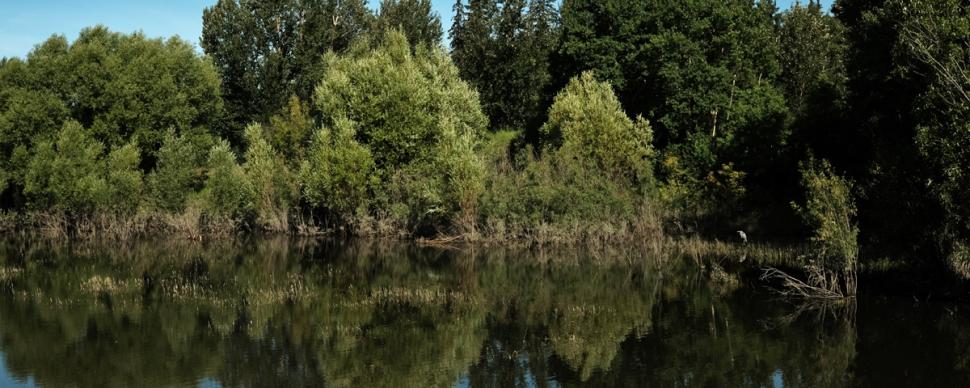 A group of trees and bright blue sky reflected in water
