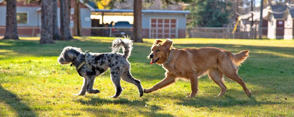 Two dogs running around in a park on a sunny day.