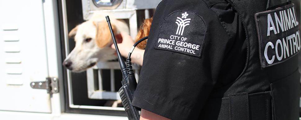Closeup shot of City of Prince George Animal Control patch on sleeve of animal control officer. Also visible are a Motorola radio and an impounded golden retriever