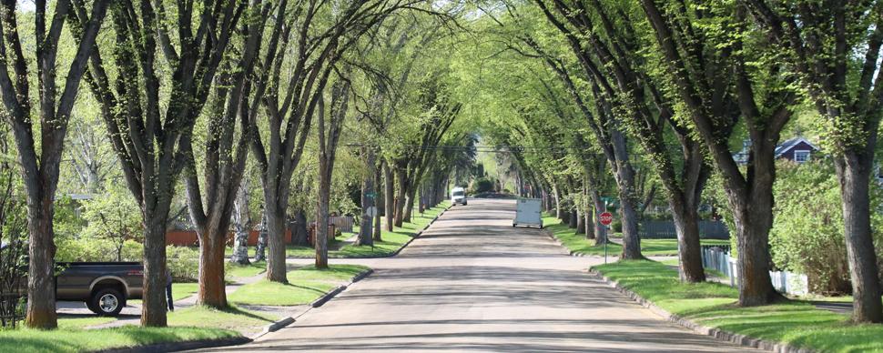 A residential street in the summer, with leafy green trees lining both sides of the street